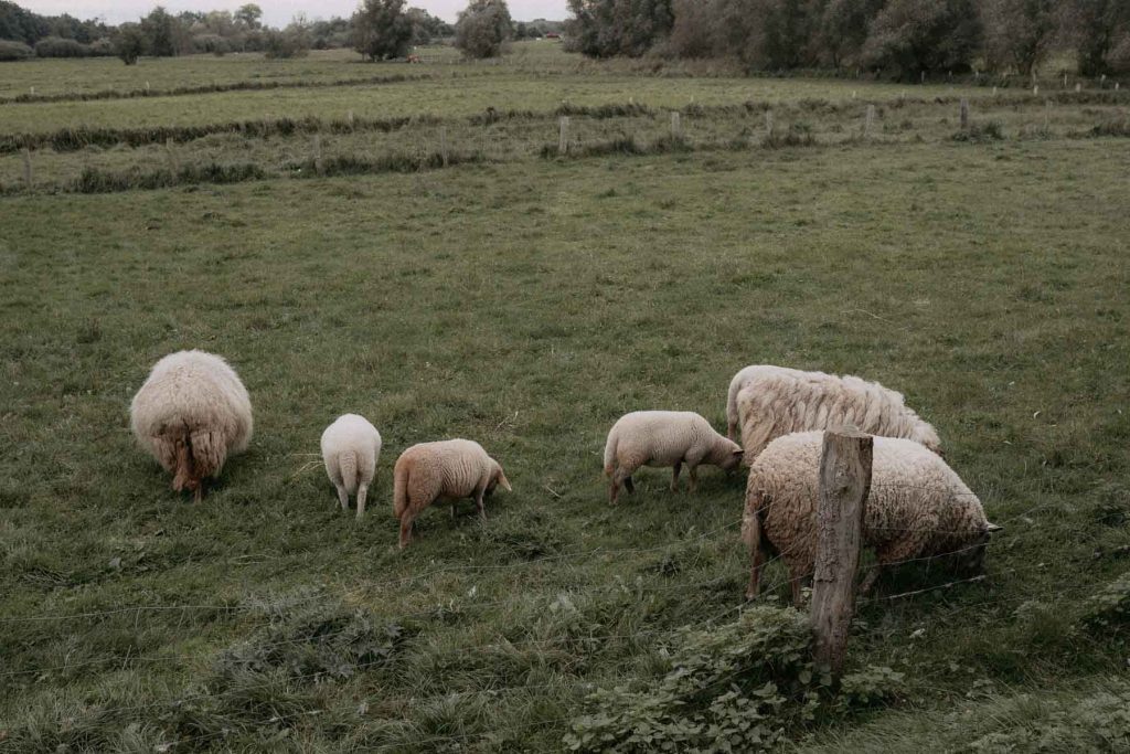Schafe auf der Wiese der Hochzeitslocation Gut Mönkhof